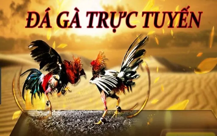 Tìm Hiểu Đá Gà BJ88: Trải Nghiệm Cá Cược Đỉnh Cao Hấp Dẫn 1 Tìm Hiểu Đá Gà BJ88: Trải Nghiệm Cá Cược Đỉnh Cao Hấp Dẫn